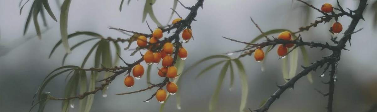 Декор Тракай 7 OS\A119\9016 Глянцевый 8,5х28,5