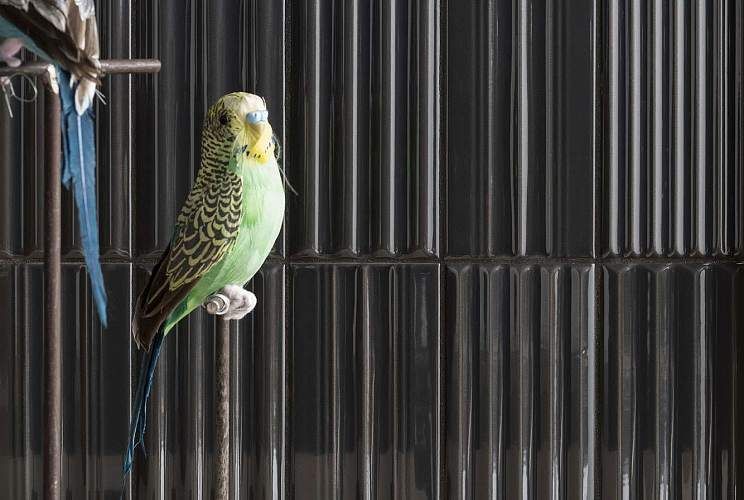 Коллекция 41Zero42 Wigwag 7,5x15